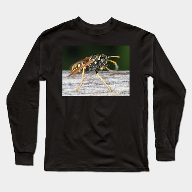 Paper wasp (Polistes dominula) gathering wooden material Long Sleeve T-Shirt by SDym Photography